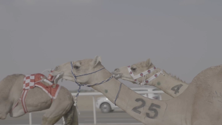سباق جمال في الصحراء، لقطة جانبية.