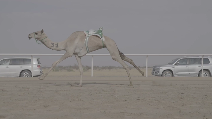سباق جمل في الصحراء بجانب سيارات، لقطة جانبية.