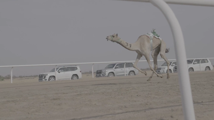 سباق جمل في الصحراء مع سيارات مرافقة، لقطة جانبية.