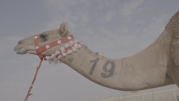 جمل في الصحراء خلال النهار، لقطة جانبية.