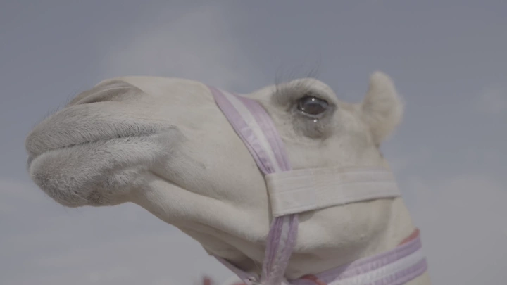 جمل أبيض في الصحراء، لقطة مقربة.