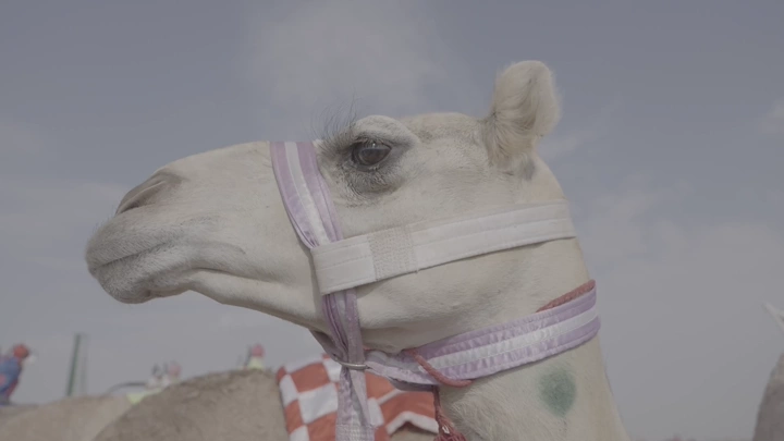 جمل يرتدي لجام في الصحراء، لقطة جانبية.