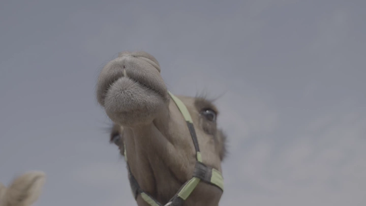 جمل ينظر للأعلى في السماء الزرقاء، لقطة منخفضة.