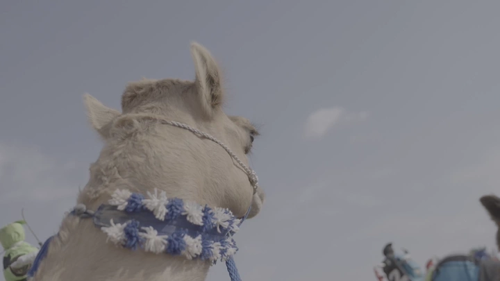 جمل مزين في الهواء الطلق، لقطة من زاوية منخفضة.