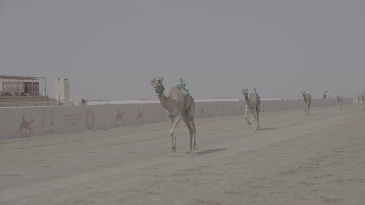 سباق جمال في الصحراء، لقطة واسعة.