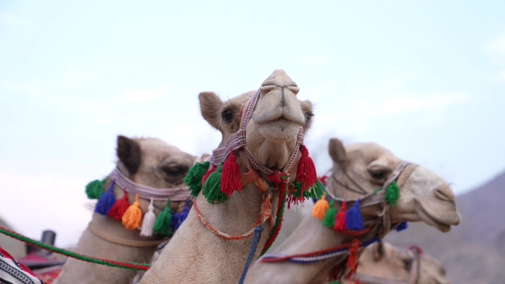جمال مزينة في الصحراء، لقطة قريبة.