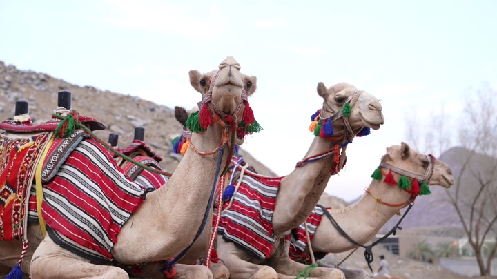 جمال مزينة بألوان زاهية في الصحراء، لقطة قريبة.