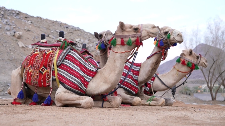 جمال جالسة في الصحراء مع زينة ملونة، لقطة قريبة.