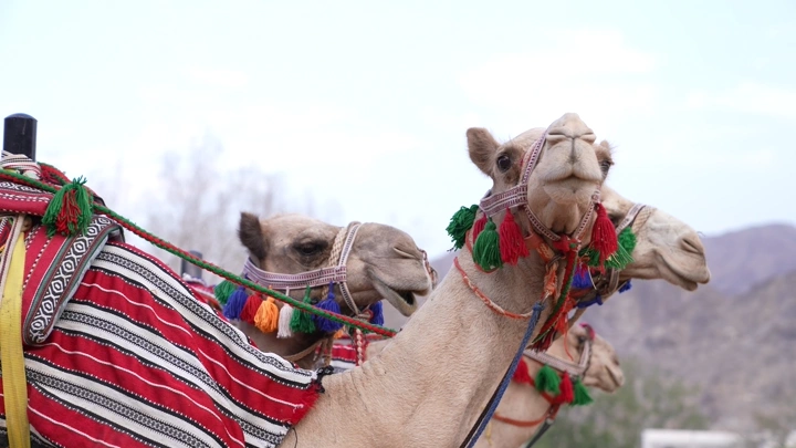 جمال مزينة في الصحراء، لقطة قريبة.