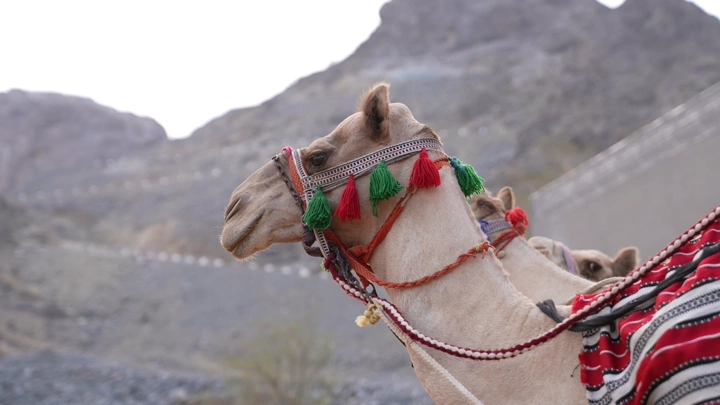 جمل مزين في الصحراء بجانب الجبال، لقطة جانبية.