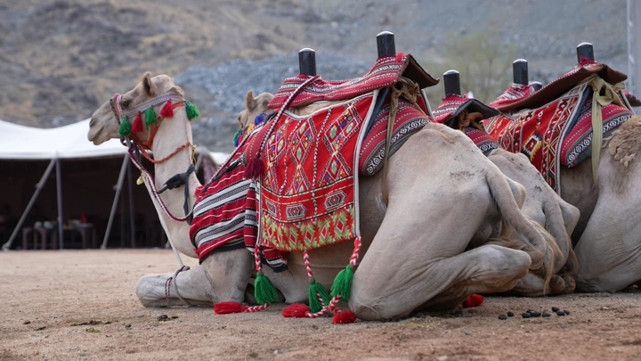 جمال جالسة في الصحراء بغطاء مزخرف، لقطة قريبة.