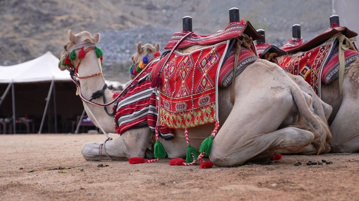 جمل جالس في الصحراء مع زينة تقليدية، لقطة مقربة.