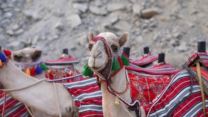 جمل مزين بالألوان في الصحراء، لقطة مقربة.