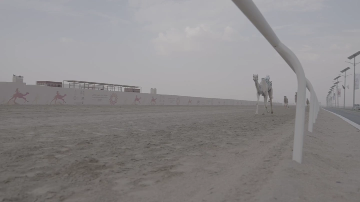 جمل يسير في مضمار سباق صحراوي، لقطة منخفضة.