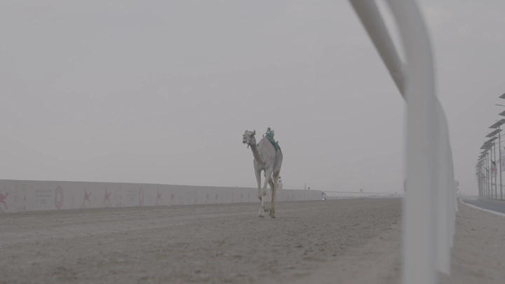 جمل يسير على مضمار سباق في يوم غائم، لقطة بعيدة.