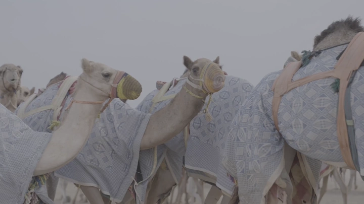 مجموعة من الجمال في الصحراء، لقطة نهارية.