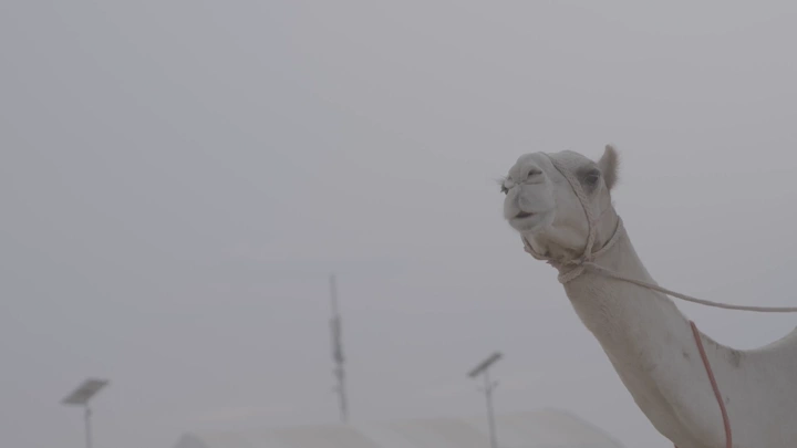 جمل أبيض في الصحراء، لقطة جانبية.