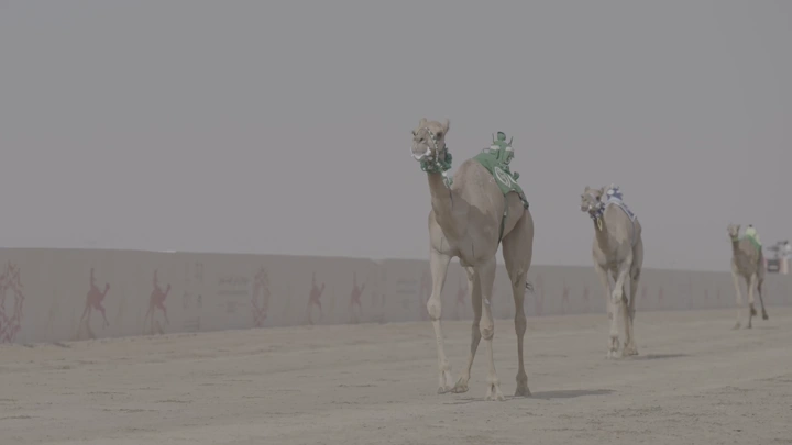 سباق جمال في الصحراء نهارًا، لقطة بعيدة.