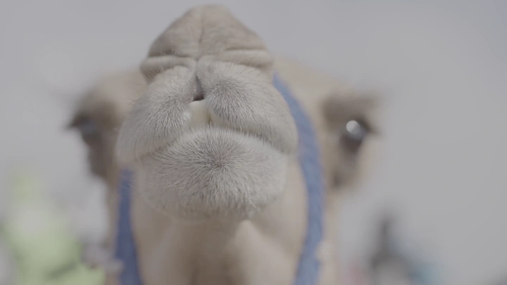 وجه جمل عن قرب في الصحراء، لقطة مقربة.