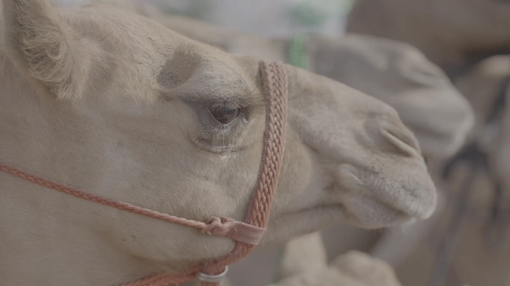 لقطة مقربة لجمل في الصحراء، لقطة جانبية.