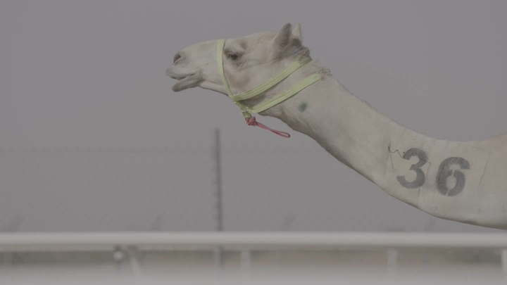 جمل في سباق بالصحراء، لقطة جانبية.