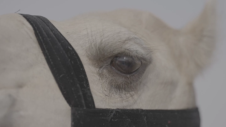 عين جمل عن قرب، لقطة مقربة.