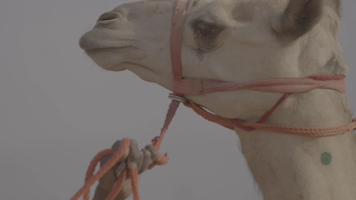 جمل في الصحراء خلال النهار، لقطة قريبة.