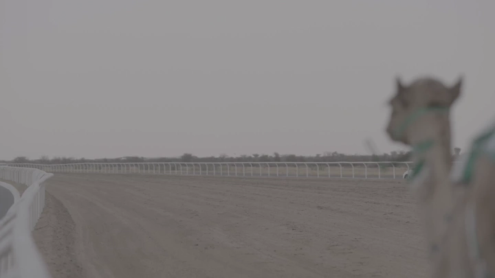 جمل في مضمار سباق صحراوي، لقطة جانبية.