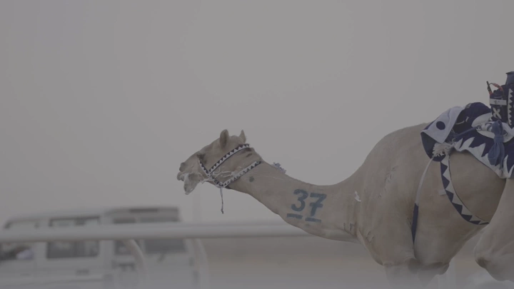 سباق جمل في الصحراء، لقطة جانبية.