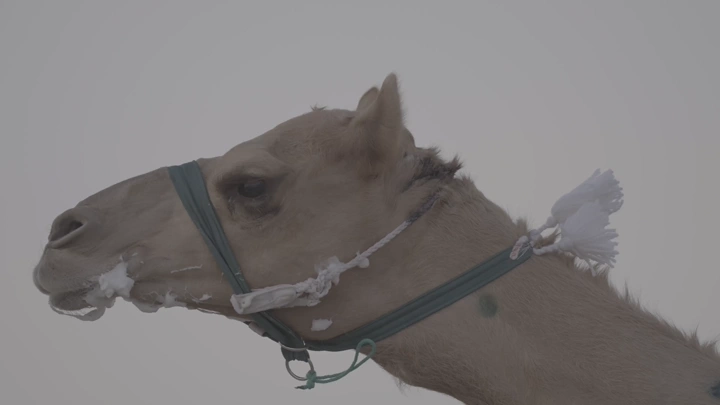 جمل في الصحراء خلال النهار، لقطة جانبية.