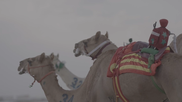 جمال في سباق بالصحراء، لقطة جانبية.