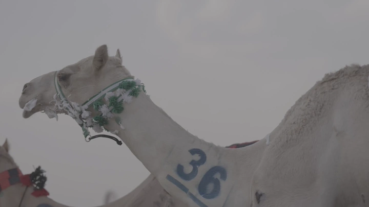 جمل مزين برقم في سباق على الرمال، لقطة جانبية.