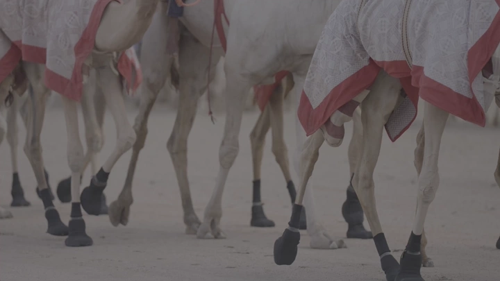 جمال تسير في الصحراء بملابس تقليدية، لقطة جانبية.