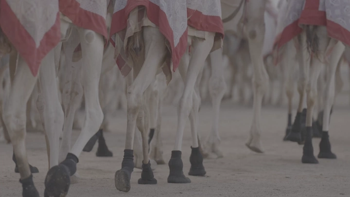 أرجل جمال مغطاة بأقمشة ملونة في الصحراء، لقطة قريبة.