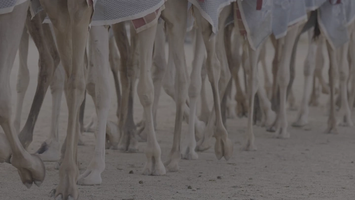 أرجل جمال في سباق على الرمال، لقطة مقربة.