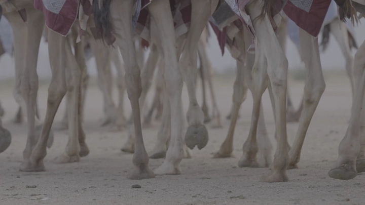 أرجل جمال تسير على الرمال في الصحراء، لقطة قريبة.