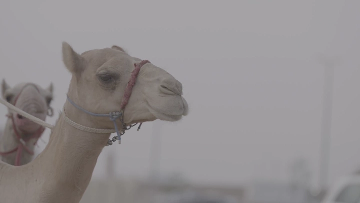 جمل في الصحراء، لقطة جانبية نهارية.