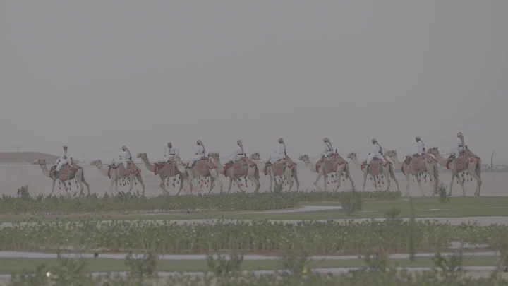 مجموعة من الجمال في موكب في الصحراء، لقطة بعيدة.