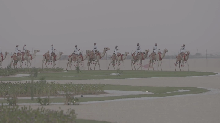 قافلة جمال في الصحراء خلال النهار، لقطة بعيدة.