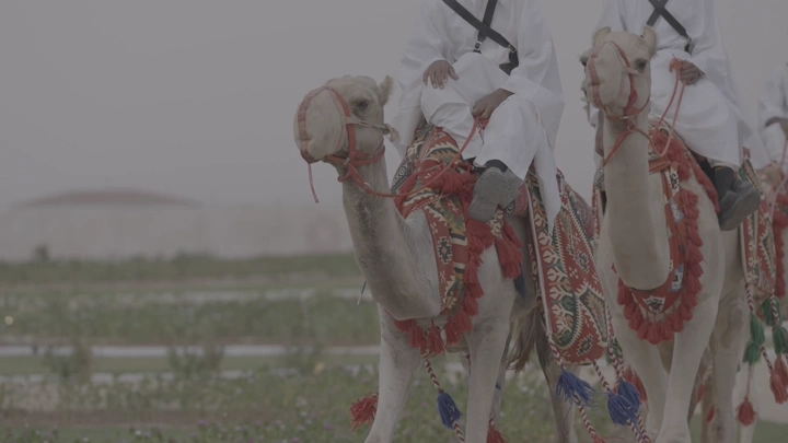 جمال مزينة في موكب احتفالي في الصحراء، لقطة قريبة.
