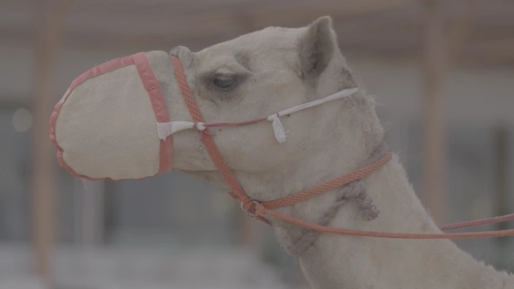 جمل يرتدي لجامه في حظيرة، لقطة جانبية.