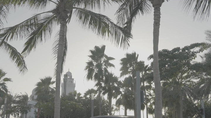 أشجار نخيل في جدة في وضح النهار، لقطة من مستوى الأرض.