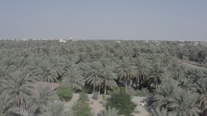Dense palm trees in the city of Al-Ahsa, aerial shot.