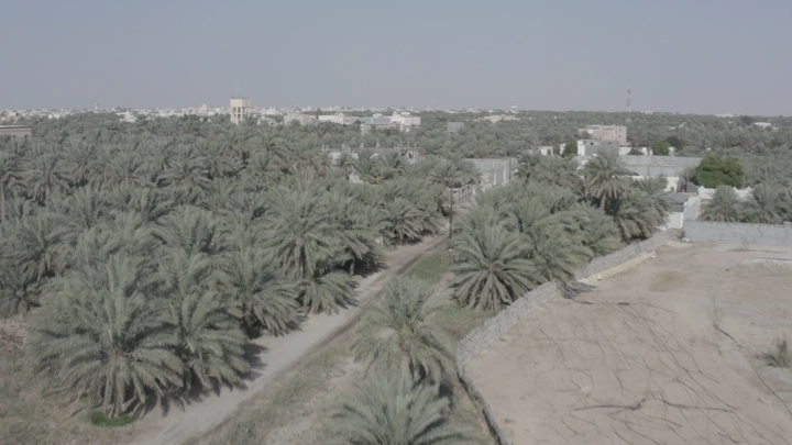 منظر جوي لأشجار النخيل في مدينة الأحساء، لقطة جوية .