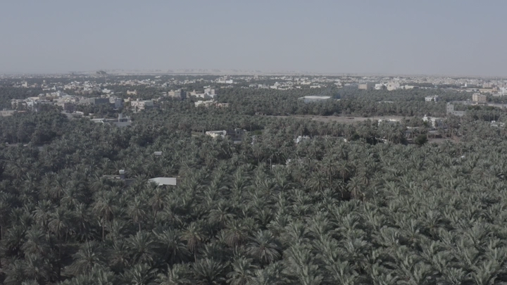 منظر جوي لأشجار النخيل في مدينة الأحساء، لقطة جوية .