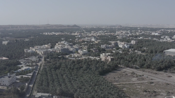 Aerial view of palm trees in the city of Al-Ahsa, aerial shot.