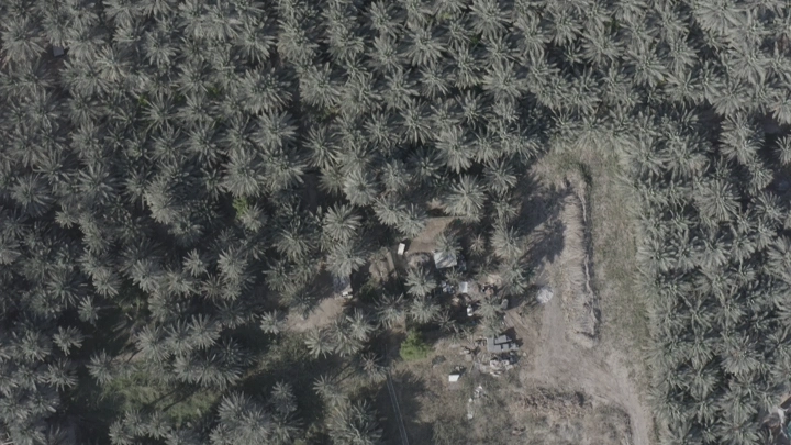 Dense palm trees in Al-Ahsa, aerial shot.