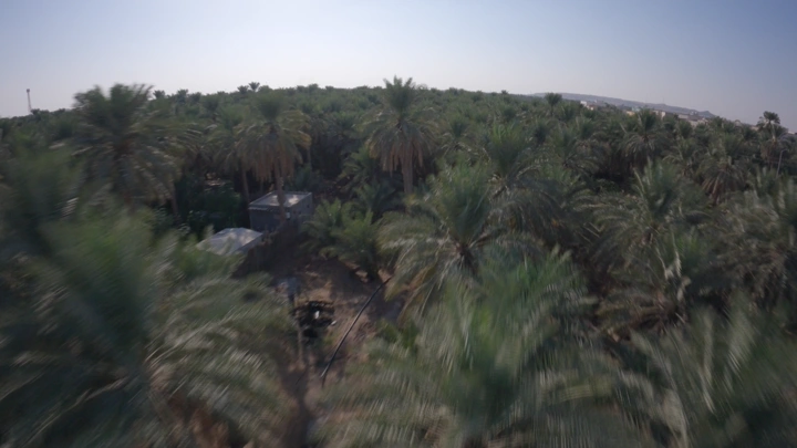 نخيل في الأحساء تحت سماء صافية، لقطة جوية.