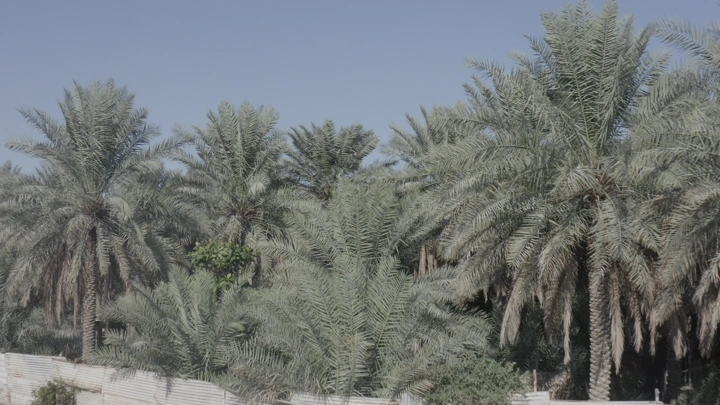 نخيل في الأحساء تحت سماء زرقاء، لقطة نهارية.