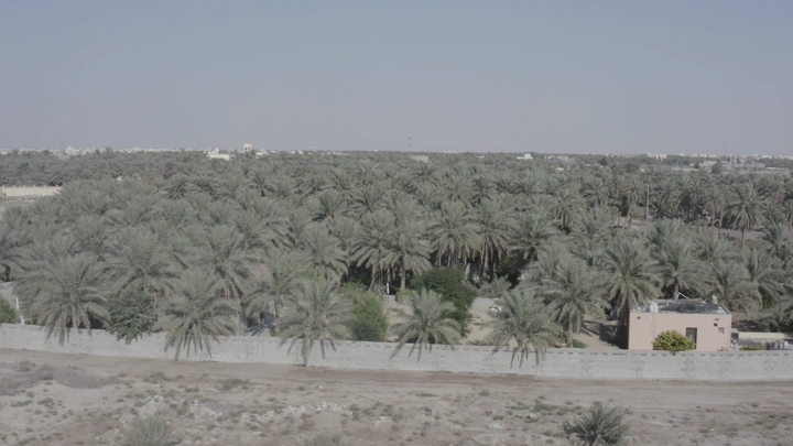 نخيل في الأحساء تحت سماء صافية، لقطة جوية.